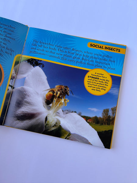 National Geographic Little Kids Bug Book